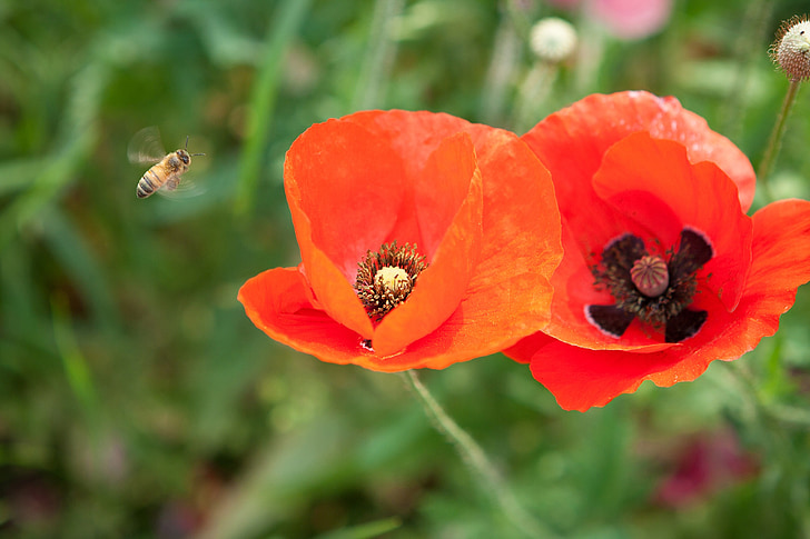 bee, poppy, red color, flowers, pink, pink flowers