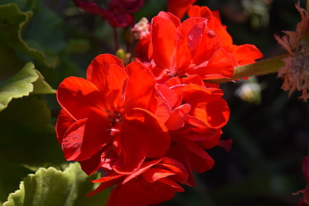 червен, теменужки, цвете, естествени, природата, Блум, романтичен