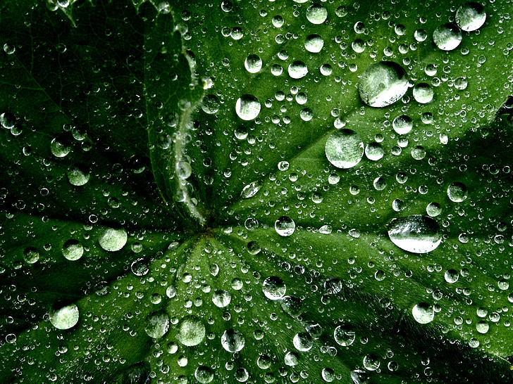 yaprak, su damlaları, ıslak, doğa, çevre, Makro, bitki