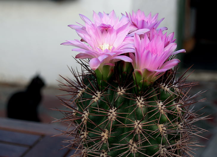 cactus, flor, planta, floració, flora, natura, color rosa