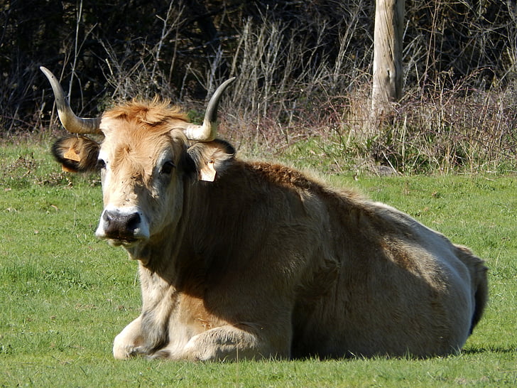 mucca, corni, bestiame, animali, verde, Segovia, Prairie