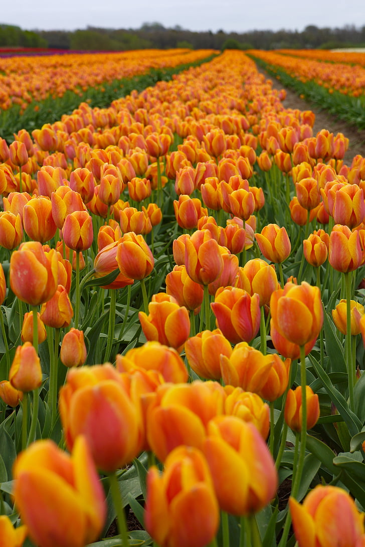 Tulipaner, tulipanmark, blomst, Mark, gram, landbrug, felt