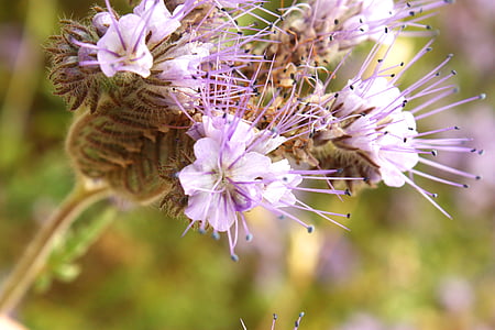Mochna husí phacelia, léto, závod, květ, makro, květiny, jaro