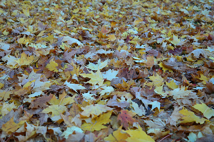 jesień, Spadek liści, pozostawia, liści klonu, pokryte, jesienią liście, kolory jesieni