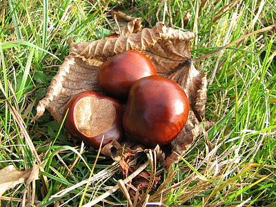 natur, Chestnut, efterår