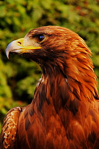 animal, bec, ocell, close-up, Àguila, Predator, natura