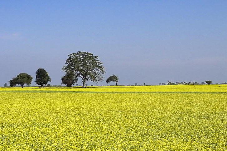 mustard, farming, cultivation, yellow, blue, landscape, nature