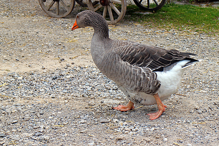 greylag goose, goose, domestic goose, hofgans, duck bird, livestock, agriculture