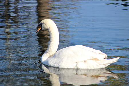 bird, swan, loyal, white, tender, beautiful, park