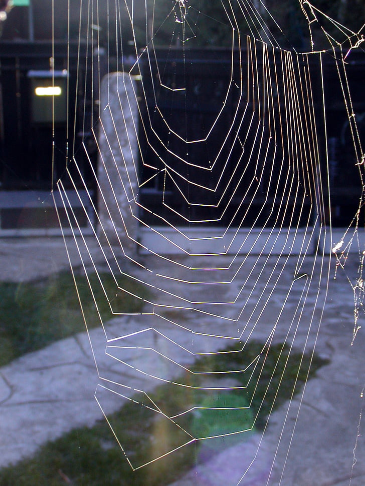 Web, slunce, světlo, pavouk, vlákno, Babí léto