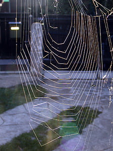 Web, НД, світло, людина-павук, волокно, Бабине літо
