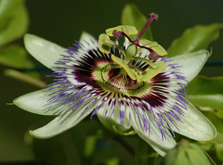 Passionflower, Hoa, kỳ lạ, màu xanh, Làm đẹp, Thiên nhiên