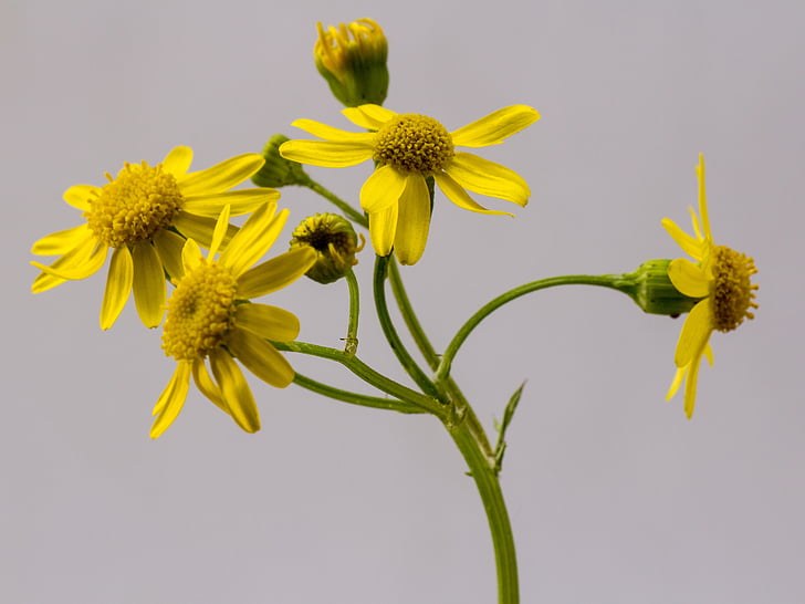 greikraut, άνθος, άνθιση, δειγμένο λουλούδι, Κίτρινο
