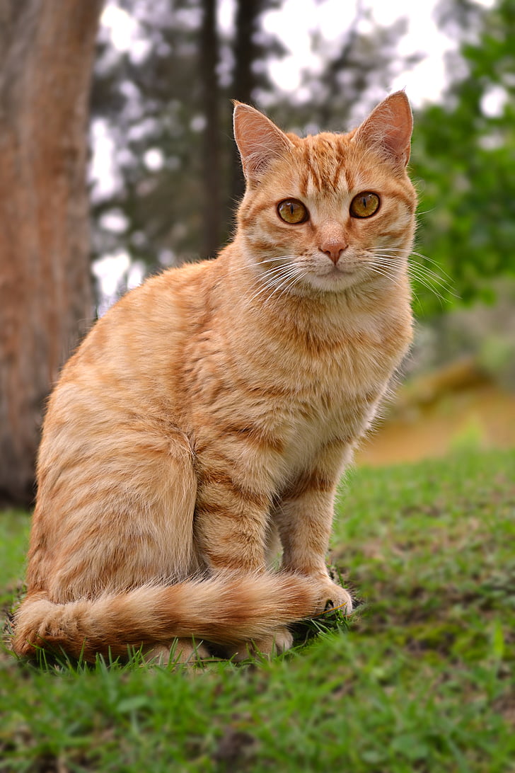 кошка, кошачьи, животное, желтый, оранжевый, Природа, усы