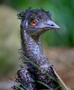 emu, Australija, dromaius novaehollandiae, ptica, kljun, perje, životinja