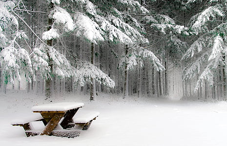 kışları, kar, soğuk, doğa, alan, ağaç, köknar
