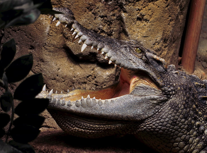 crocodilo, jardim zoológico, jacaré, animal