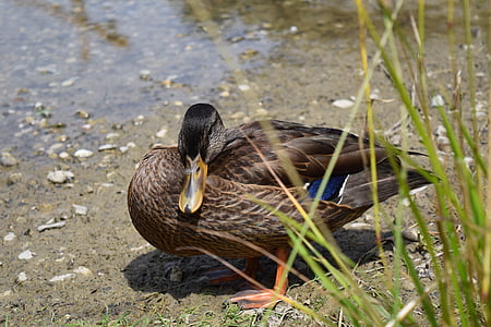 duck, bird, water bird, animal, poultry, reed, grass