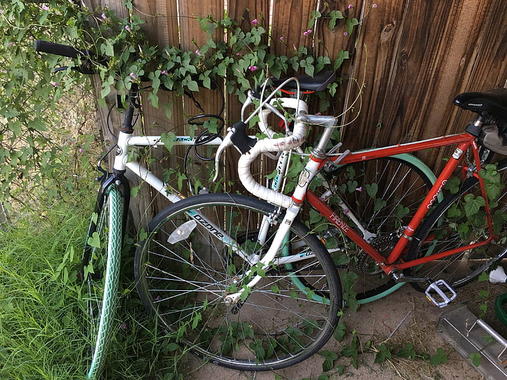 xe đạp, xe đạp, cây nho, overgrown