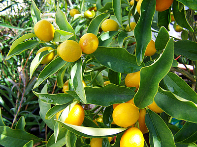 Цитрон, жовті фрукти, лимон