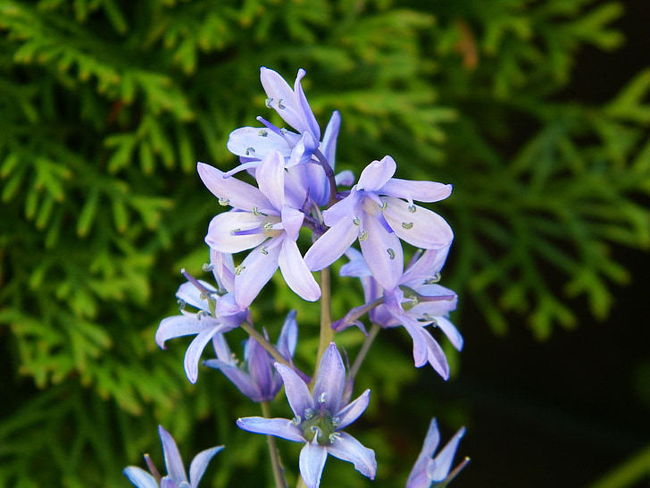 Hyacinth, vijolična, poletje, cvet, vijolična