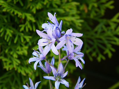Hyazinthe, lila, Sommer, Blume, violett