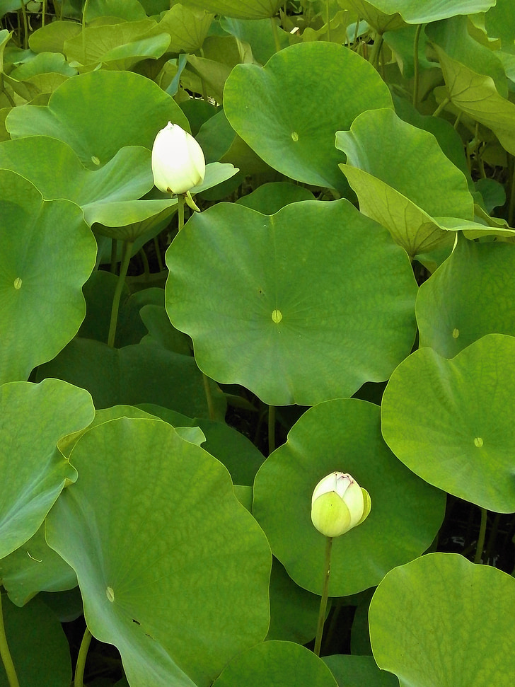 Lotus, Lotusblatt, Knospe, Wasserpflanze, Teich
