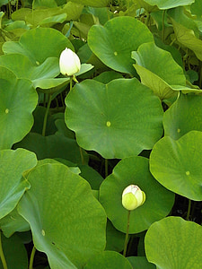Lótus, folha de lótus, broto, planta aquática, Lagoa