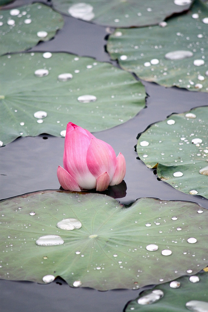 pink lotus flower faded, green leaves, old lotus leaf, dying, lotus bud, blossom, water Lily
