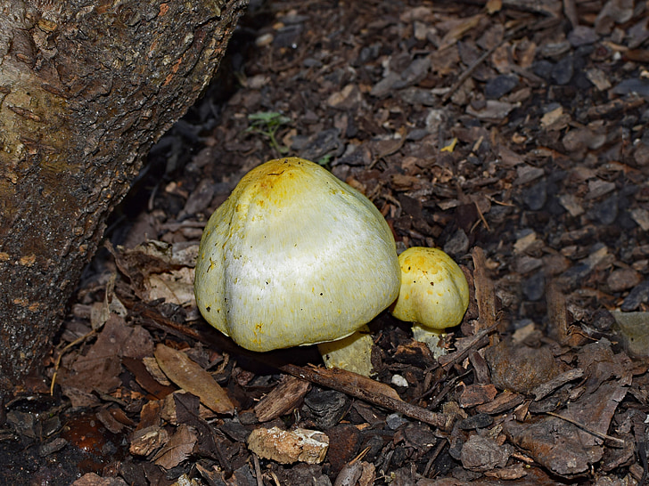 Желтая грибы, грибы, Лес Пол, Лето, Природа, желтый, красочные