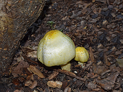 жовтий гриби, грибів, лісовому грунті, літо, Природа, жовтий, барвистий