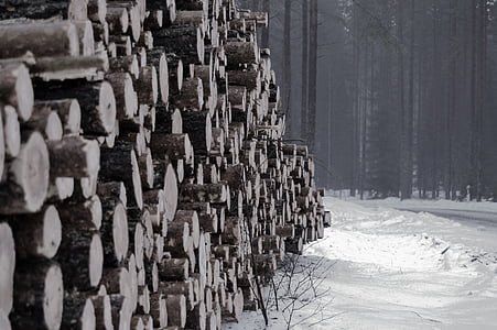 winter, snow, logs, wood, tree, forest, timber