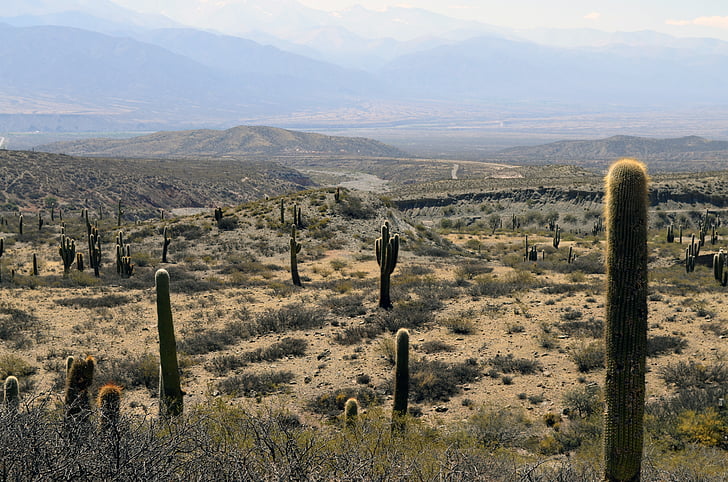photo, Cactus, herbe, paysage, montagne, graminées, nature