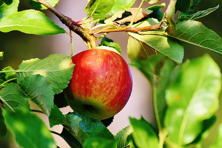 apple, tree, fruit, apple tree, garden, leaves, red