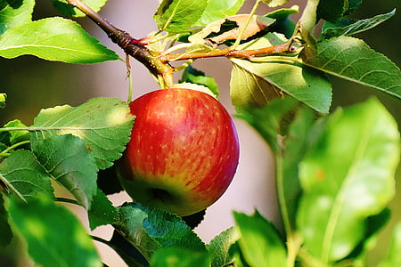 apple, tree, fruit, apple tree, garden, leaves, red