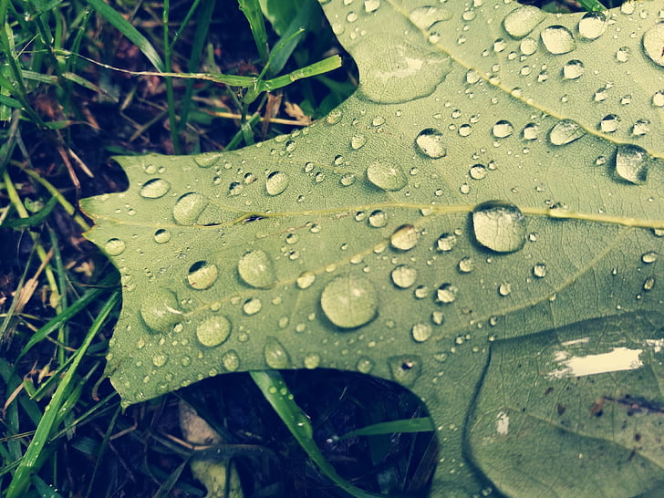 hoja, gotas de lluvia, agua, gotas de agua, después de la lluvia, macro, naturaleza