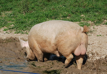pigs, mammal, sow, happy pig, animals, nature, livestock