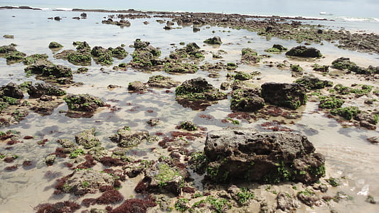 rocce, barriera corallina, Costa, spiaggia, aquilone, grande fiume del Nord, Sol