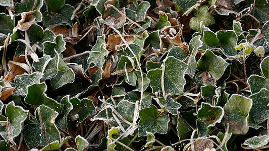 es, Ivy, putih, musim dingin, es, salju, kristal