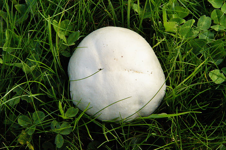 mushroom, meadow, thick, autumn, mushroom time, october, bovist