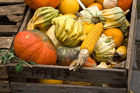 zucche, mais, decorazione, vendemmia, autunno, caduta, ottobre