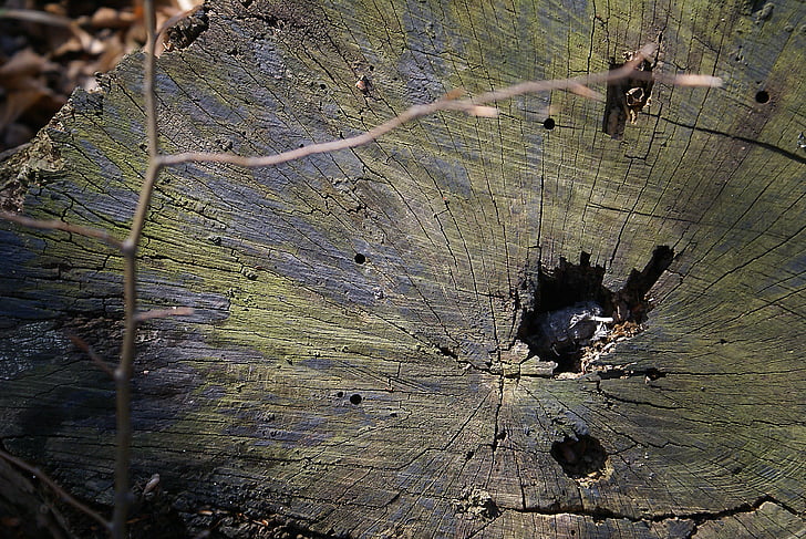 tronc, tallar un arbre, estirat en estoc, próchniejący valors, secció transversal del tronc, tronc de flascons, esquerdes