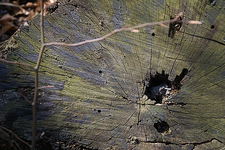 tronco, cortar un árbol, situada en la stock, próchniejący stock, sección transversal del tronco, tronco de tarros, grietas