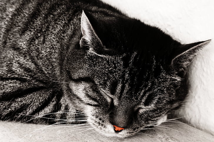 gato shorthair britânico, gato, sono, nariz, vermelho, cinza, satisfeito