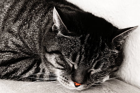 Inggris shorthair kucing, kucing, tidur, hidung, merah, abu-abu, puas