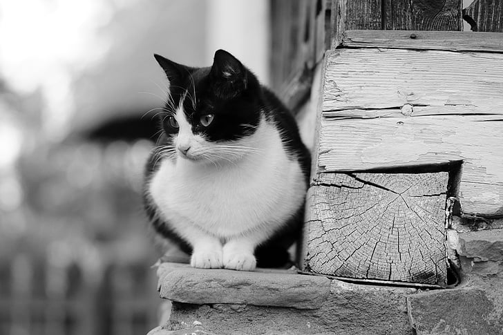 grescale, photo, tuxedo, cat, beside, wooden, panel