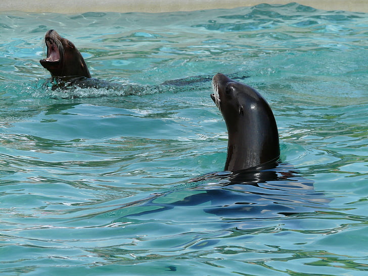 california sea lion, seal pelts, water, play, wet, splashing, clear