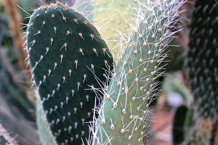 cactus, spur, thorns, cactus greenhouse, plant