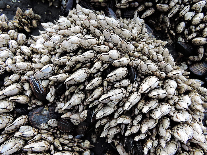 barnacles, ชีวิตในทะเล, มารีน, สัตว์, เชลล์, ชายหาด, ชายฝั่ง