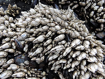 barnacles, sea life, marine, animal, shell, beach, coast